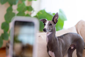 イタリアングレイハウンド犬をスマートフォンで撮影