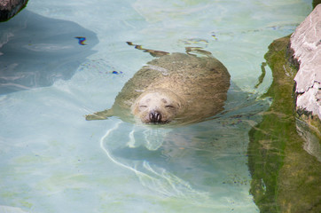 アザラシ © 高橋秀和