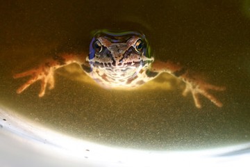 Frog floats in water on the bucket. Blurred. Curious eyes of a frog. Room for text - Powered by Adobe