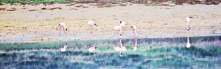 Landscape with Flamingos on a lake feeding early in the morning