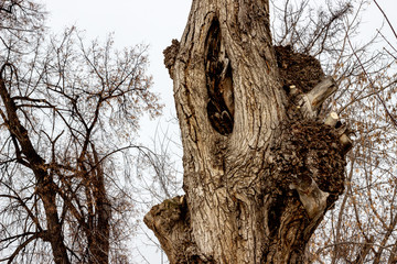 Closeup of the trunk of an old poplar against the background of the sky and the crown of another tree. Rough poplar bark with a cracked trunk, growths, cracks and knots. Texture of a fading city tree