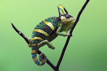 Printed roller blinds Pistache chameleon veiled