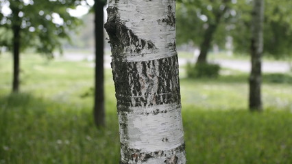 Obraz premium tree in the forest