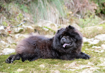 chow chow in nature