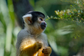 Squirrel Monkey, Mogo zoo,  Tomakin road, Mogo, New South Wales in Australia