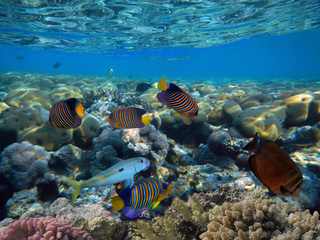 Naklejka na ściany i meble Underwater world with school fish swim above coral reef.