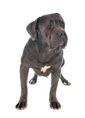 cane corso in studio