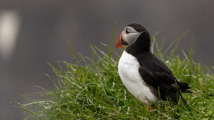 puffin on a rock