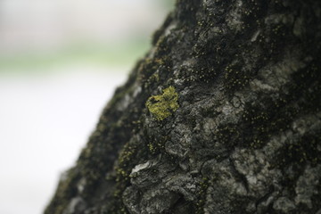 moss on tree