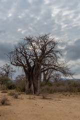 Fototapeta na wymiar Baobabbaum (Adansonia digitata) - Afrikanischer Affenbrotbaum - Tansania 