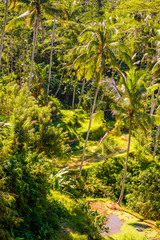 palm trees in the forest