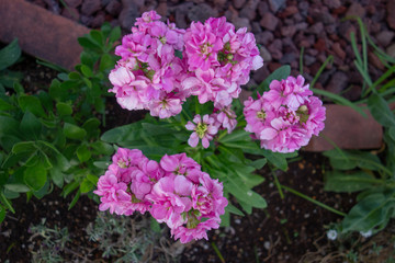 ピンクのアラセイトウの花