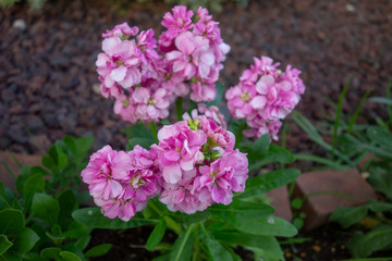 Obraz premium ピンクのアラセイトウの花