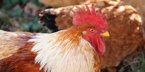 un coq