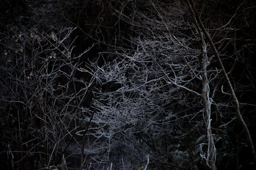 霧氷の付いた樹木。真冬の森。