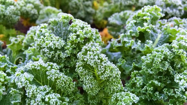 Kale covered in morning frost | close up