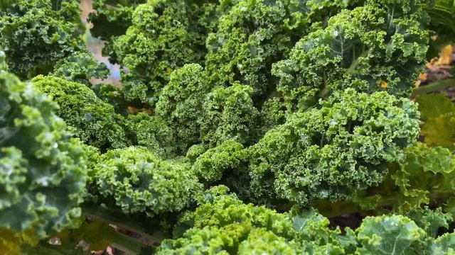 Fresh kale in the vegetable garden | close up / pan