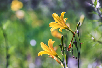 Altay beautiful wild yellow lilies flowers
