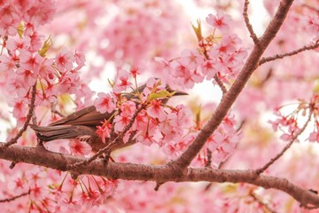 cherry blossom