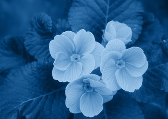 Texture of plant in blue trendy color. Monochromatic effect. 