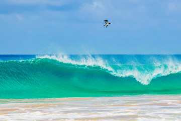 A beautiful wave crashing at Baia do Sancho in Fernando de Noronha, Brazil, consistently ranked one of the world's best beaches. A bird flies near the wave crashing.