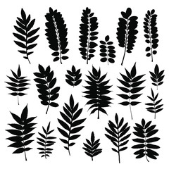 Naklejka premium Black imprints of leaves on a white background. Set of silhouette leaves. Vintage elements (herbs, leaves, branches). Botanical illustrations are ideal for invitations, cards, quotes, frames.