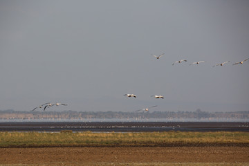 Pelikane (Pelecanidae, Pelecanus)