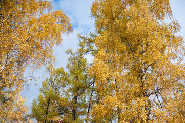 Fototapeta premium yellow tree in autumn