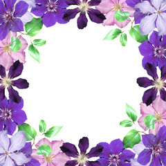 Beautiful floral background of pink and purple clematis. Isolated