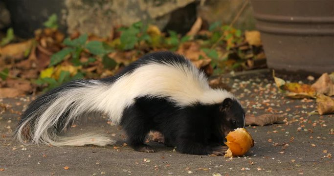 Hooded skunk eats in the backyard of the house
