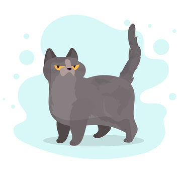 Funny gray cat. A cat with a serious look. Chubby cat on small paws. Good for design postcards or t-shirts. Vector illustration.