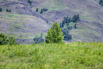 Altay Chemal beautiful mountains, green trees, pines, breathtaking views, landscapes and panoramas Russia