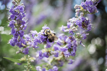Bee on Flower