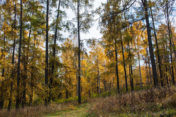autumn in the forest