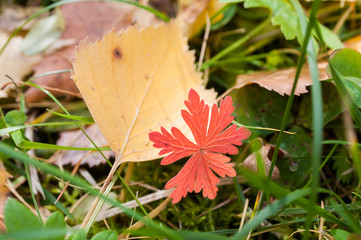 red leaf on the grass