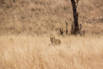 Löwe (Panthera leo)