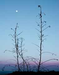 dead tree and blue sky