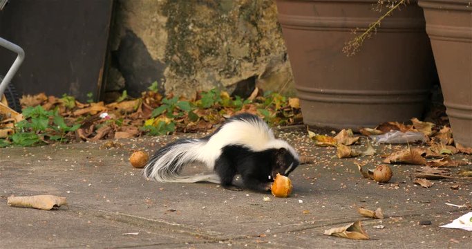 Hooded skunk eats in the backyard of the house