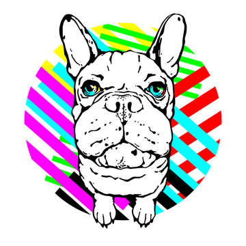 Funny french bulldog on a bright abstract background. Stylish image for printing