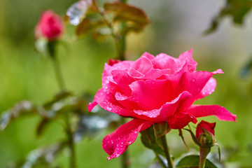Obraz premium Red rose flower with raindrops on a summer day in the village garden. Closeup, selective focus