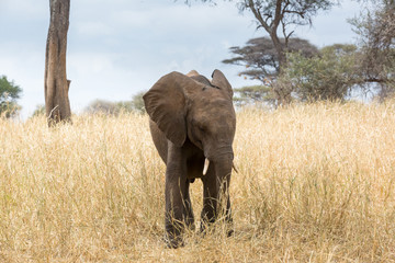 Elefant - Loxodonta africana