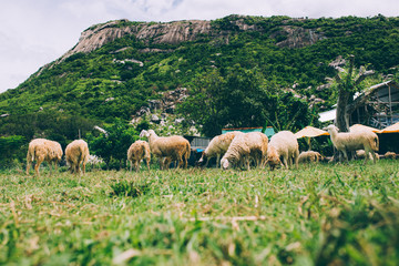 Naklejka na ściany i meble Lamb and flock of sheep in a mountain village. Village. Livestock