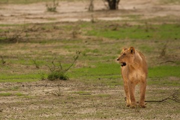 Lioness (Panthera leo) going straight at camera in Kalahari Desert and looking for her pride. Break before hunt.