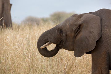 Elefant - Loxodonta africana