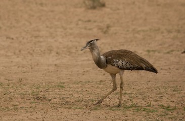 The kori bustard (Ardeotis kori) walking on red hot sand in Kalahari desert.