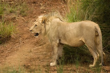 Lion male (Panthera leo) walking in Kalahari desert and looking for the rest of his pride.