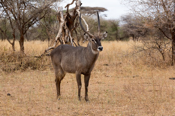 Südlicher Spießbock - Oryx gazella - Afrika
