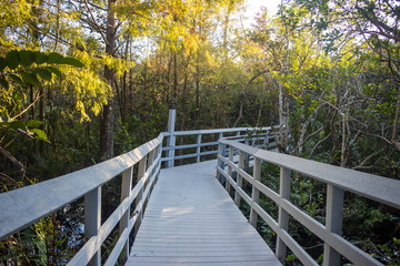 Plakat wooden bridge in the forest