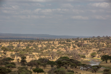Obraz premium Tarangire Nationalpark – Tansania - Afrika
