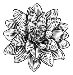 A lotus flower water lilly in a woodcut engraved etching retro style - obrazy, fototapety, plakaty